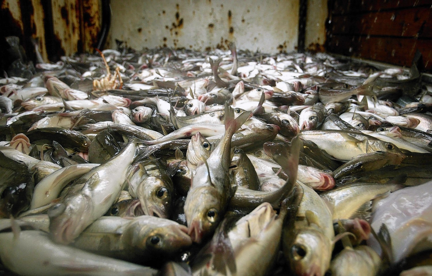 The wasteful practice of fish discarding is to be phased out